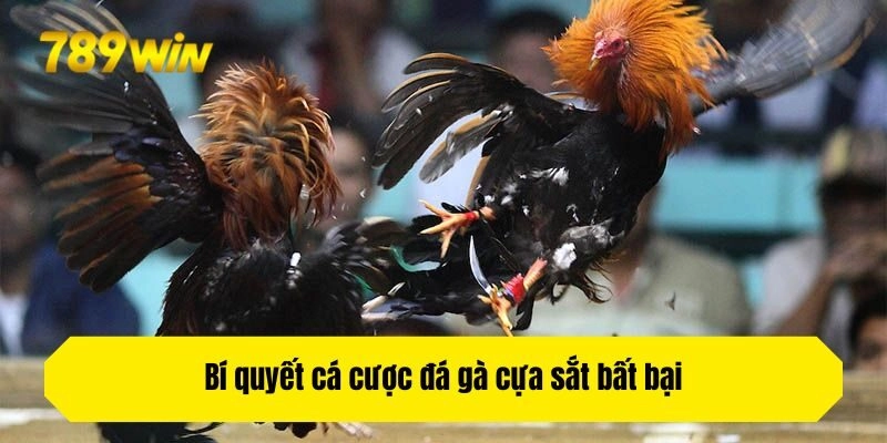 Bí quyết cá cược đá gà cựa sắt bất bại bet thủ không nên bỏ lỡ