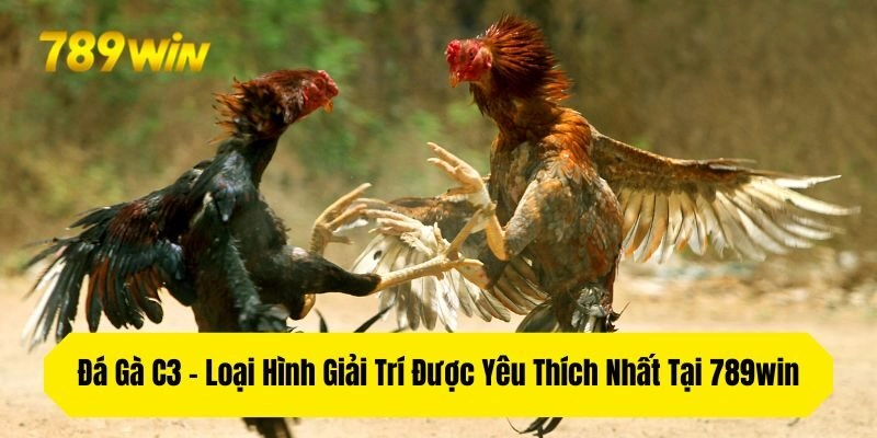 Đá Gà C3 – Loại Hình Giải Trí Được Yêu Thích Nhất Tại 789win