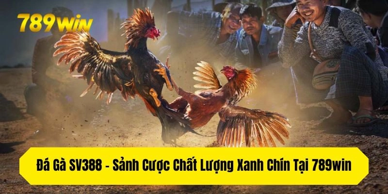 Đá Gà SV388 – Sảnh Cược Chất Lượng Xanh Chín Tại 789win