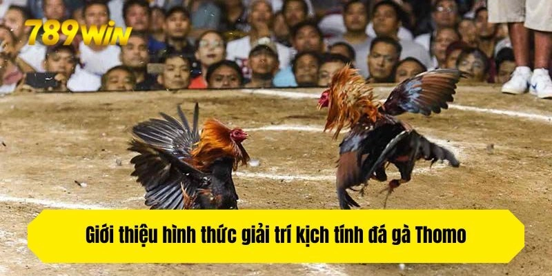 Giới thiệu hình thức giải trí kịch tính đá gà Thomo