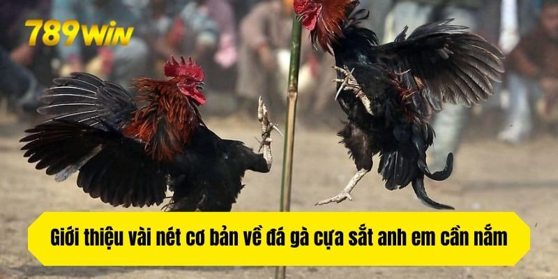 Giới thiệu vài nét cơ bản về đá gà cựa sắt anh em cần nắm