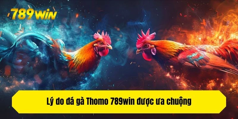 Lý do đá gà Thomo 789win được ưa chuộng