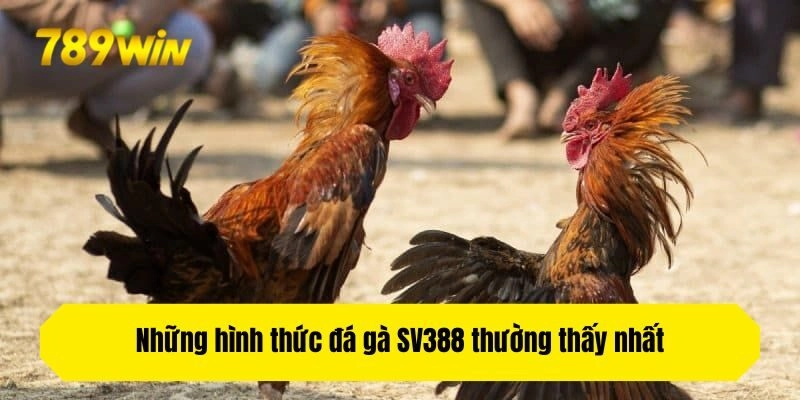 Những hình thức đá gà SV388 thường thấy nhất