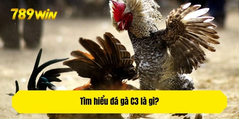 Tìm hiểu đá gà C3 là gì?