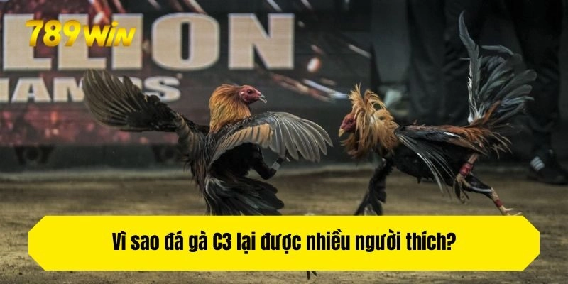 Vì sao đá gà C3 lại được nhiều người thích?