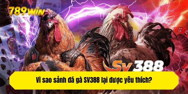 Vì sao sảnh đá gà SV388 lại được yêu thích?